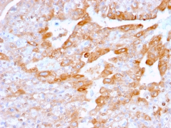 CD137 Antibody / 4-1BB / TNFRSF9
