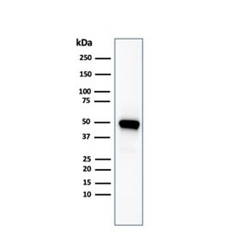 CD137 Antibody / 4-1BB / TNFRSF9
