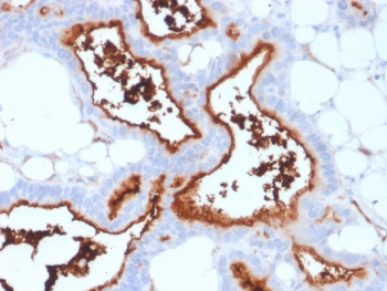 CD73 Antibody / NT5E