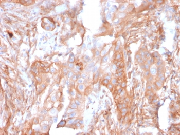 CD73 Antibody / NT5E