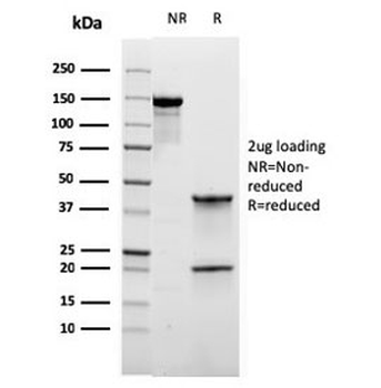 RORC Antibody / ROR gamma