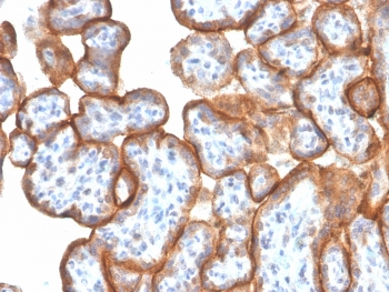 VISTA Antibody / GI24