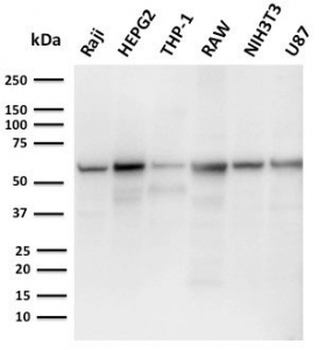PD-L2 Antibody