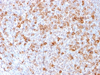 Recombinant CD3e Antibody