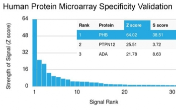 Prohibitin Antibody / PHB