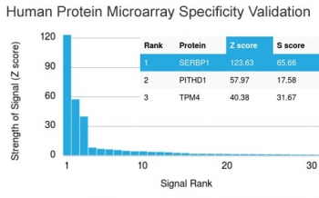 SERBP1 Antibody / PAI-RBP1