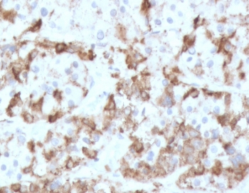 PRL Antibody / Prolactin