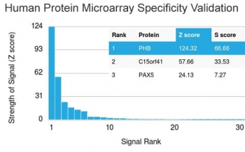 Prohibitin Antibody / PHB