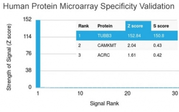 Beta Tubulin Antibody / TUBB3