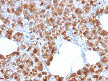 Carboxypeptidase A1 Antibody / CPA1