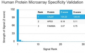 CALB1 Antibody / Calbindin