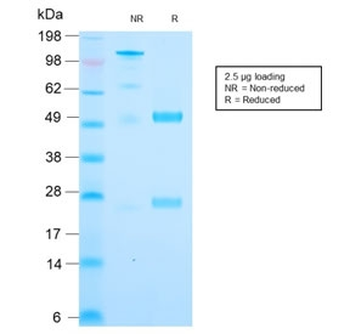 Recombinant Cytochrome C Antibody