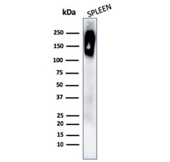 Recombinant CD45RB Antibody