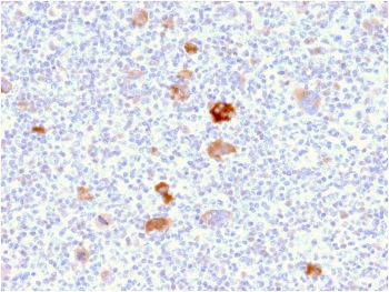 Bcl-X Antibody