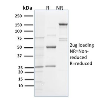 Spastin Antibody