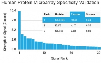 STAT5b Antibody
