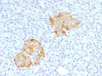 TNF alpha Antibody