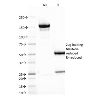 B7-H4 Antibody / VTCN1