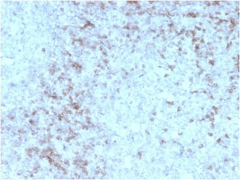 Recombinant CD3e Antibody