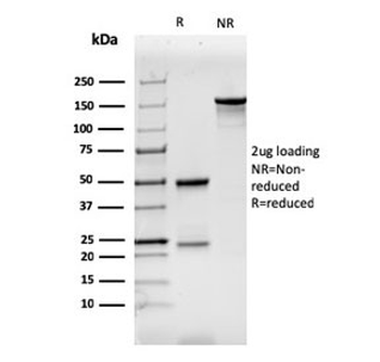 CD7 Antibody