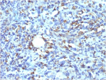 Recombinant CD68 Antibody