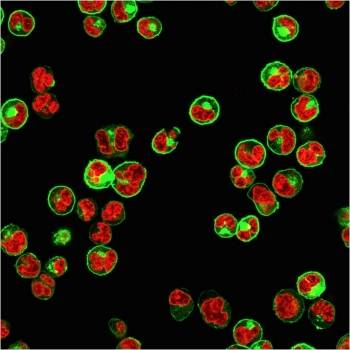 Recombinant Pan-HLA Antibody (DP/DQ/DR)