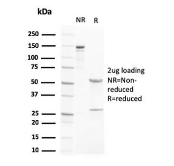 LXRB Antibody