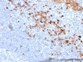 CD5L Antibody