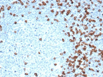 Recombinant CD8A Antibody