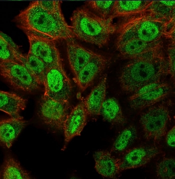 deltaNp63 Antibody / p40