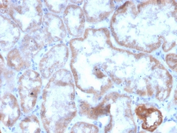 Recombinant CD137 Antibody / 4-1BB / TNFRSF9