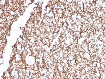 MBP Antibody