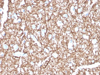 MBP Antibody