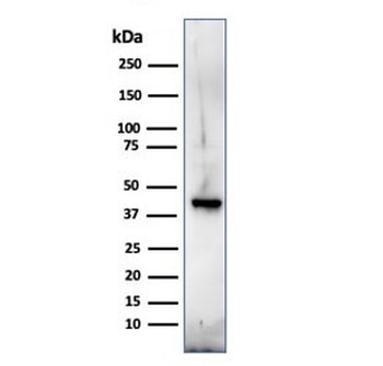 MBP Antibody