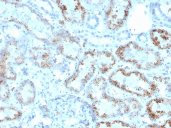 RBP4 Antibody / Retinol Binding Protein 4