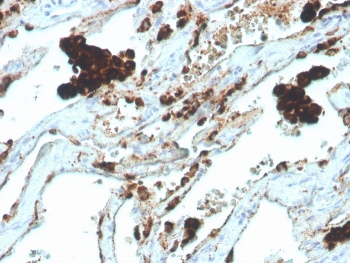 Recombinant Napsin A Antibody