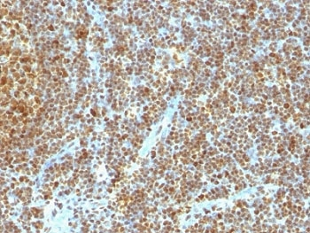PCNA Antibody