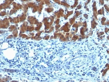 RBP Antibody