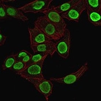 Histone H1 Antibody