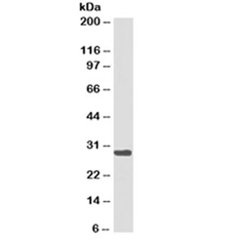 HLA-DRB1 Antibody Cocktail (MHC II)