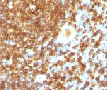 CD45RB Antibody