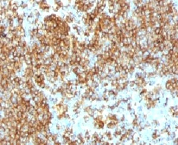 CD45RB Antibody