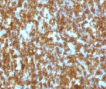 CD45RA Antibody