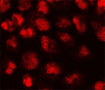 p21 Antibody