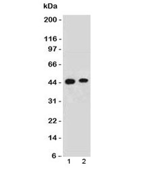 EMI-1 Antibody