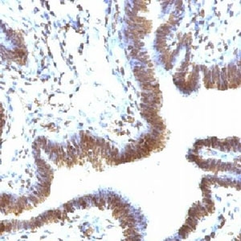 EMI-1 Antibody