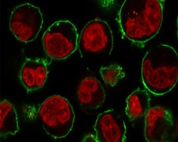 CD43 Antibody