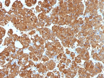 ACTH Antibody / CLIP