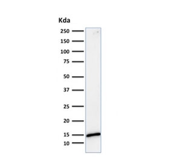 Galectin 1 Antibody / LGALS1