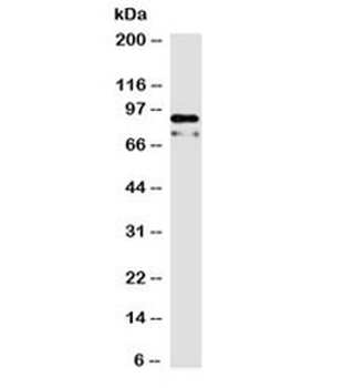 Beta Catenin Antibody